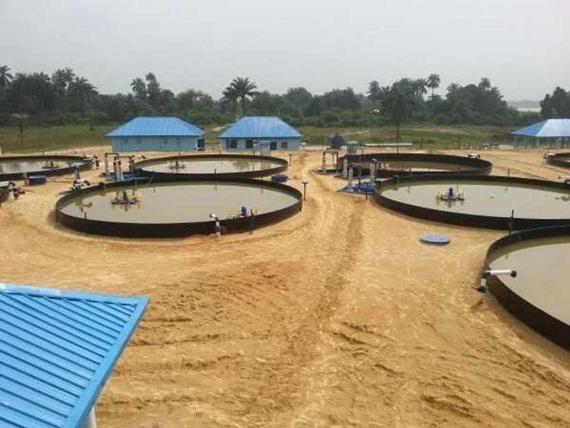 Catfish farming earthen pond