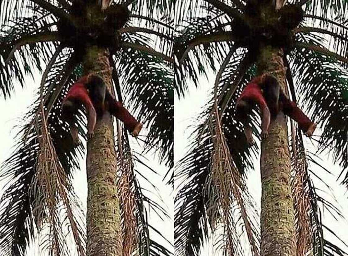 Njoku sargafe jikin itace kwakwa Njoku sargafe jikin itace kwakwa