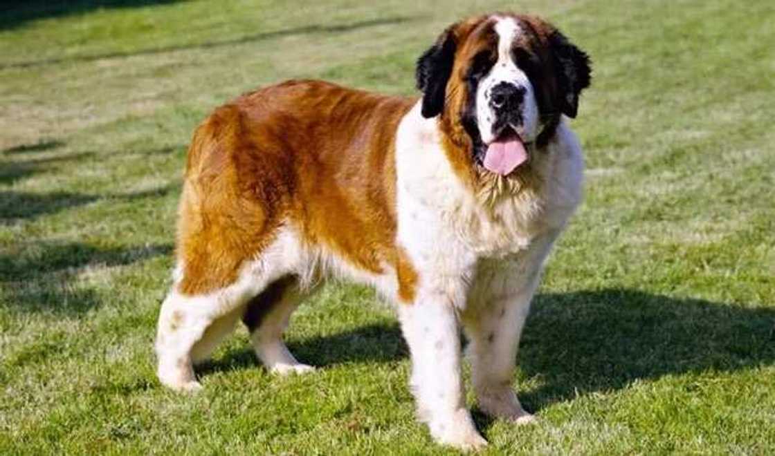 The St. Bernard The St. Bernard
