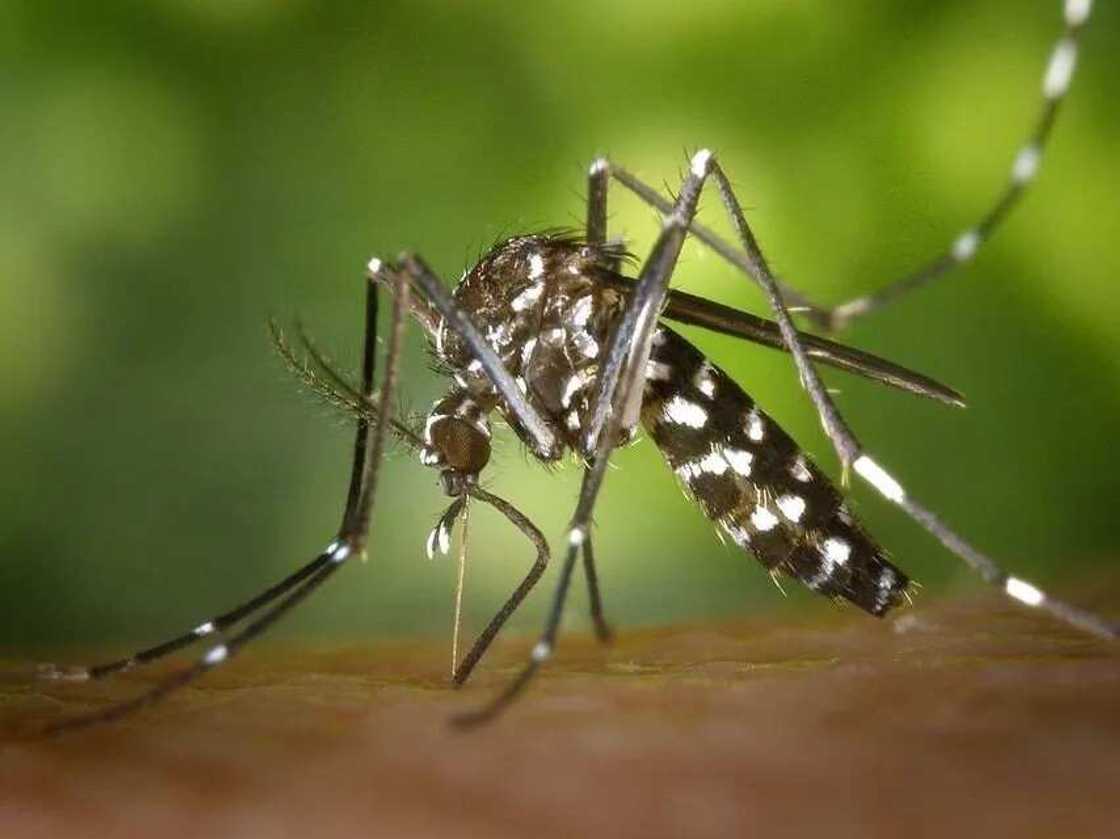 Mosquitoes and homemade repellent