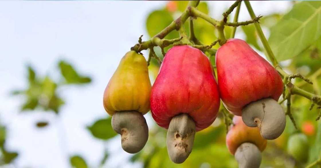 Health benefits of cashew nuts for men Health benefits of cashew nuts for men
