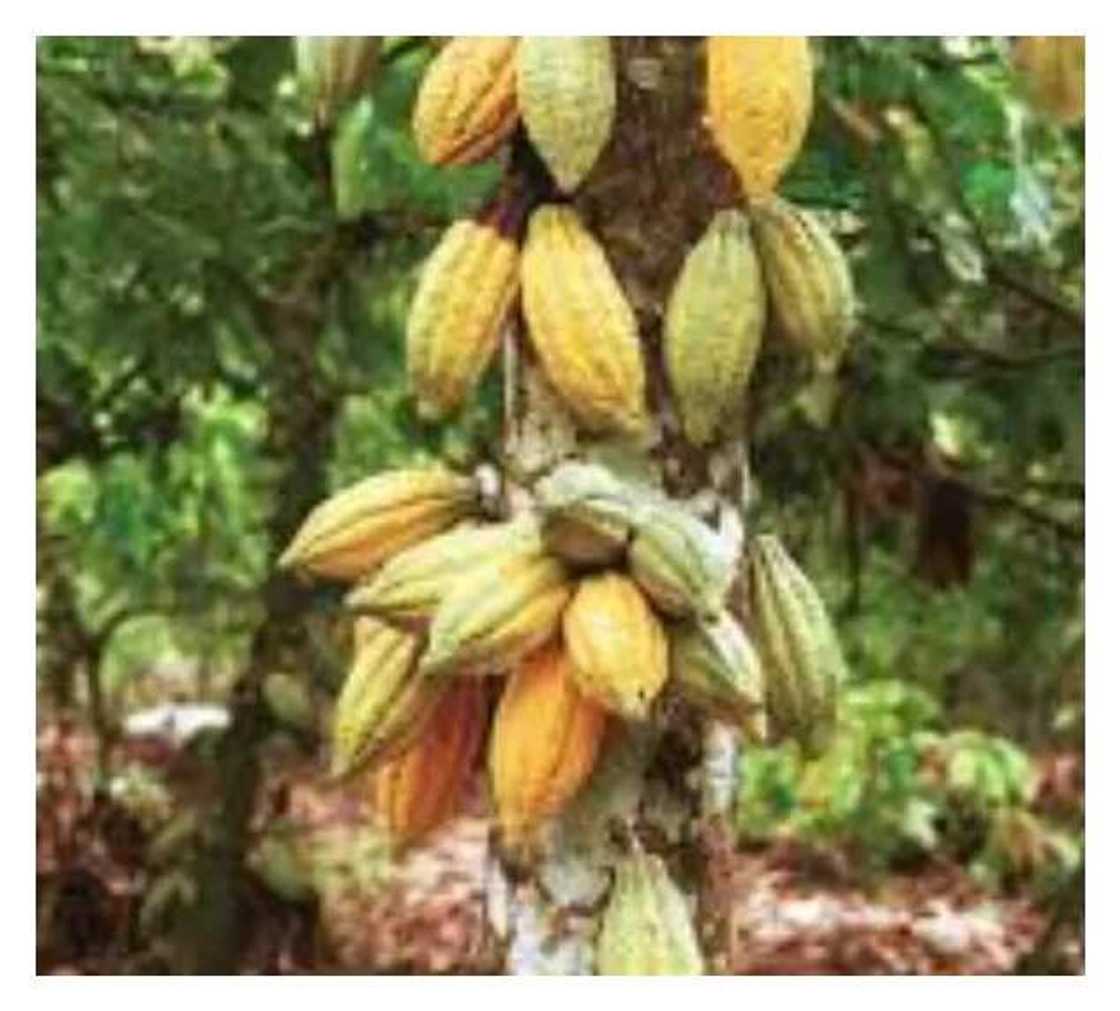 Nigeria aims to be world largest cocoa producer Nigeria aims to be world largest cocoa producer