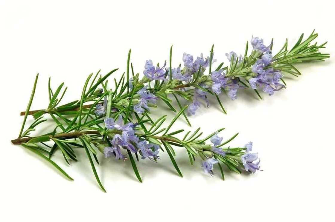 Rosemary Rosemary