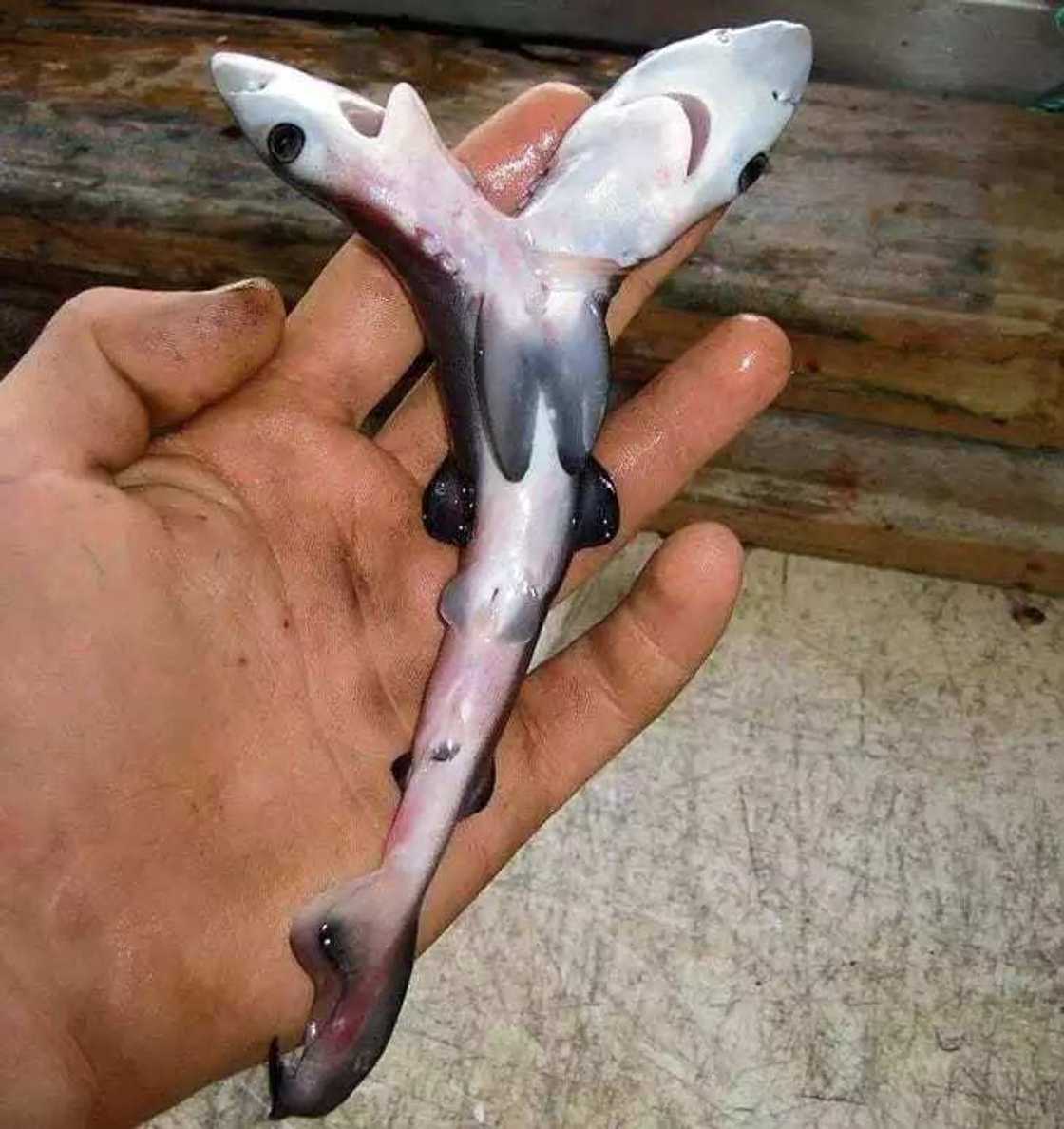 An ga kifi mai kai biyu An ga kifi mai kai biyu