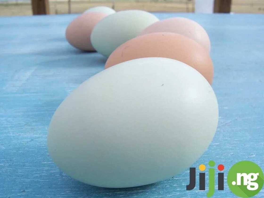 Top 11 easily accessible foods that are great for you Top 11 easily accessible foods that are great for you