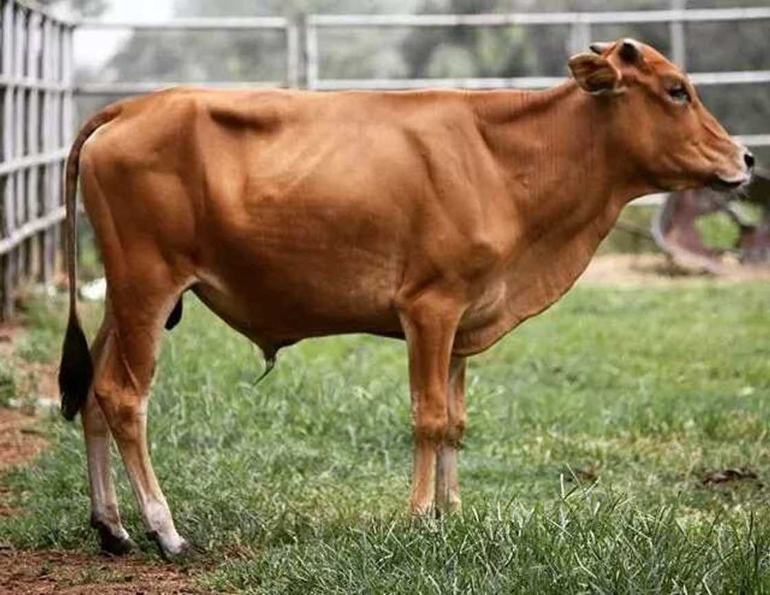 Bali Cattle Bali Cattle