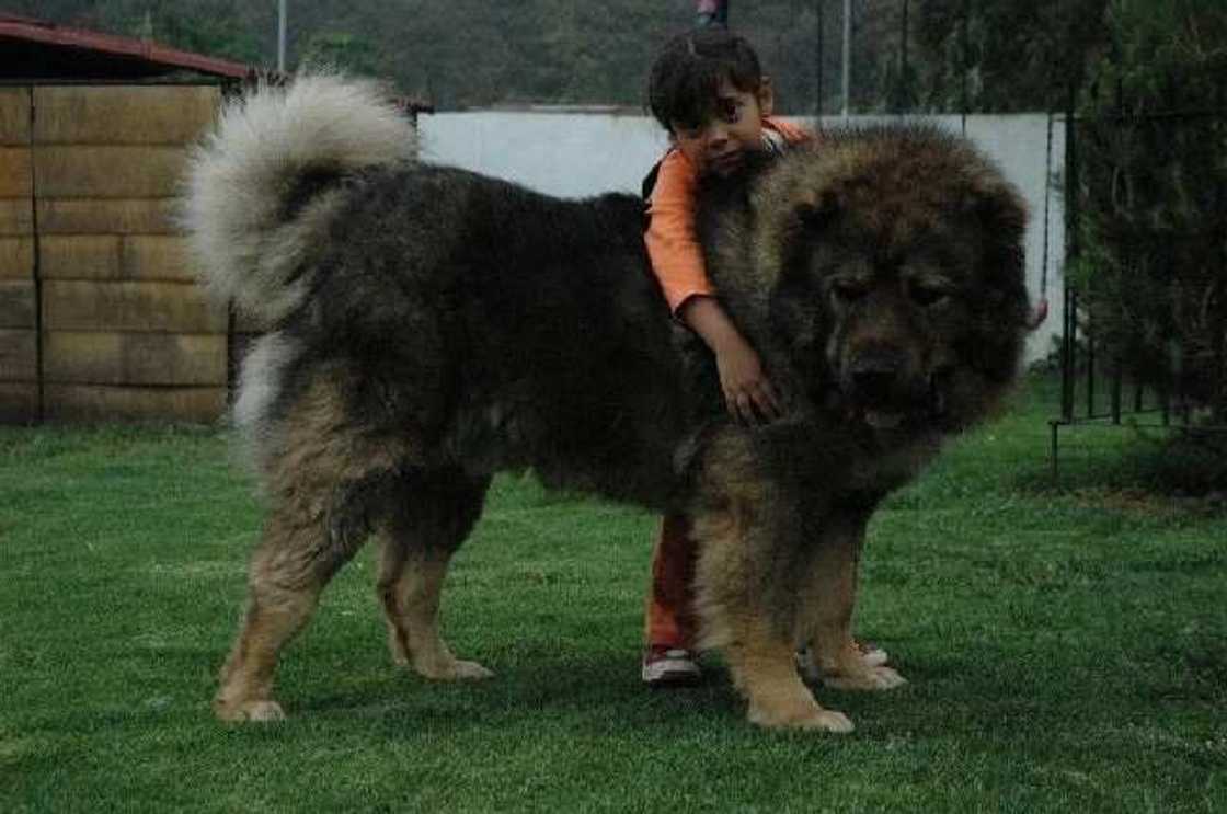 The Caucasian Shepherd Dog