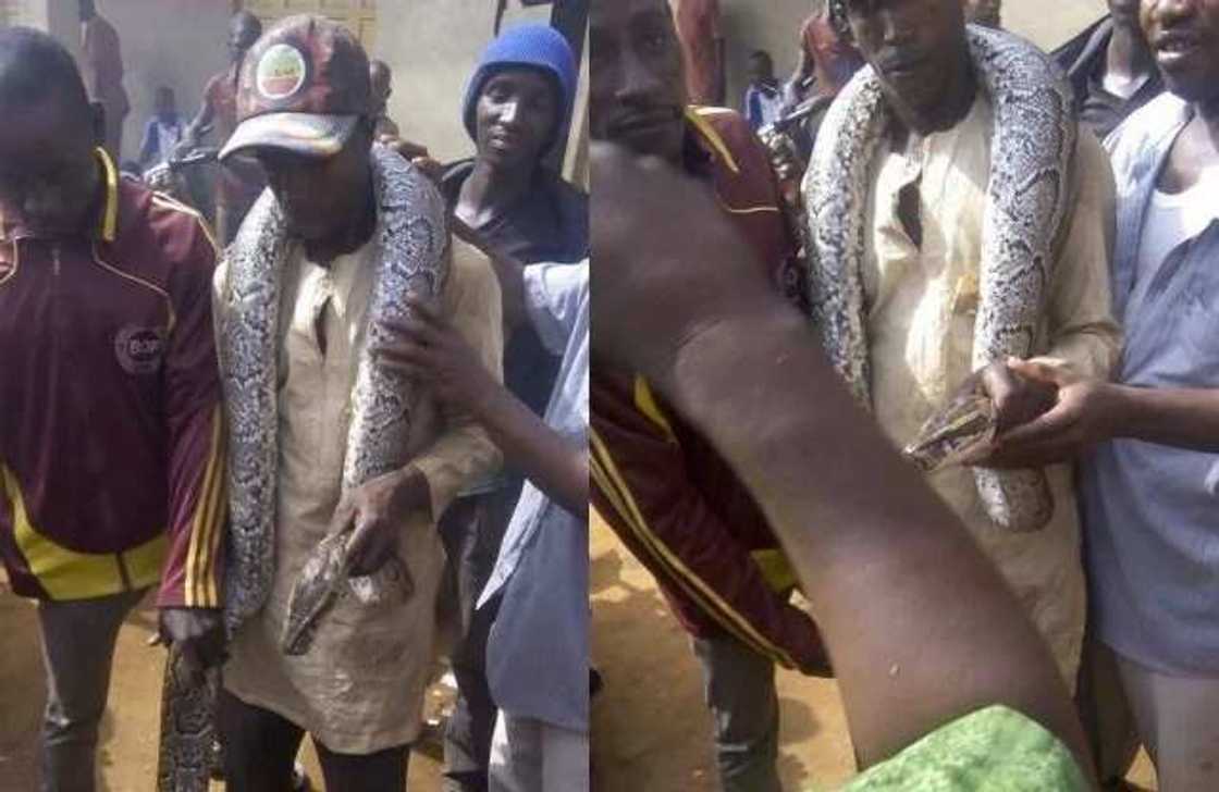 Man catches huge python in maraba market Man catches huge python in maraba market