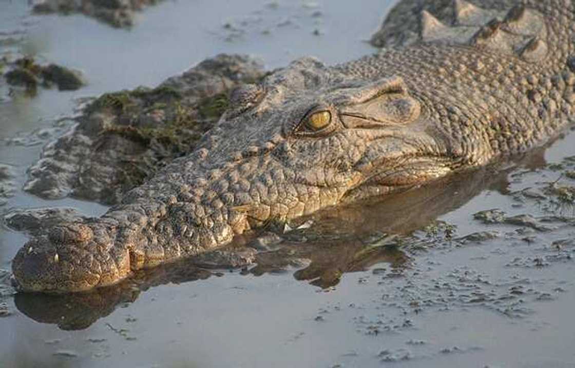 Saltwater Crocodile Saltwater Crocodile