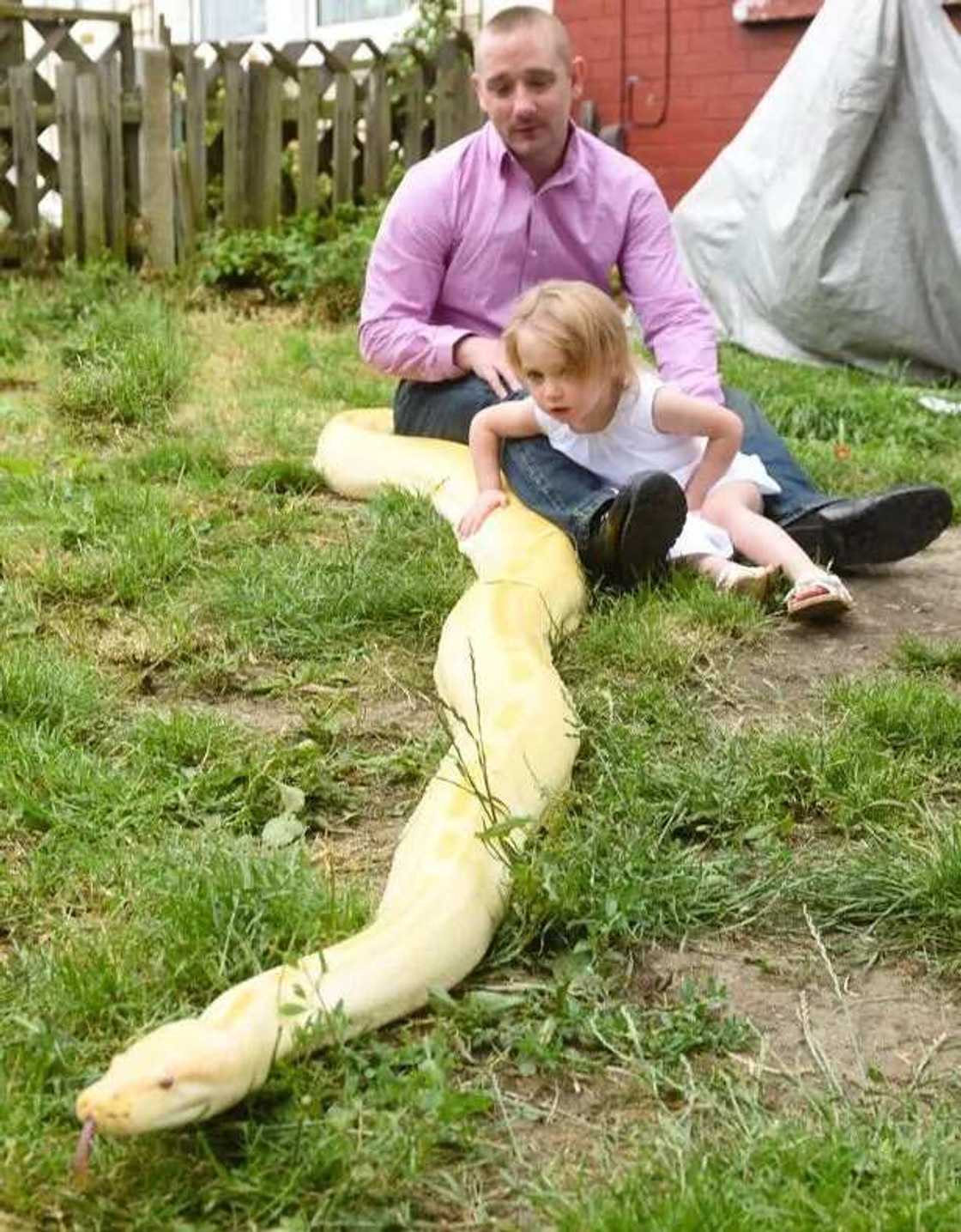 Meet Two Year Old With Guts To Kiss 15FT Snake Meet Two Year Old With Guts To Kiss 15FT Snake