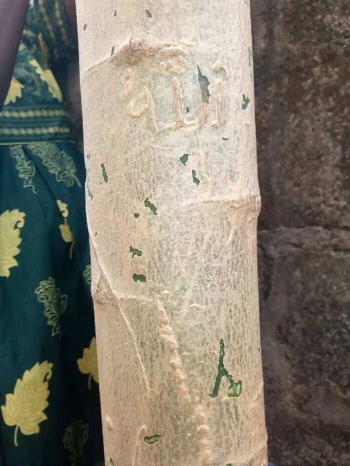 Residents Of Ijegun Screamed After ‘Allahu’ Appears On A Pawpaw Tree (Photos & Video) Residents Of Ijegun Screamed After ‘Allahu’ Appears On A Pawpaw Tree (Photos & Video)