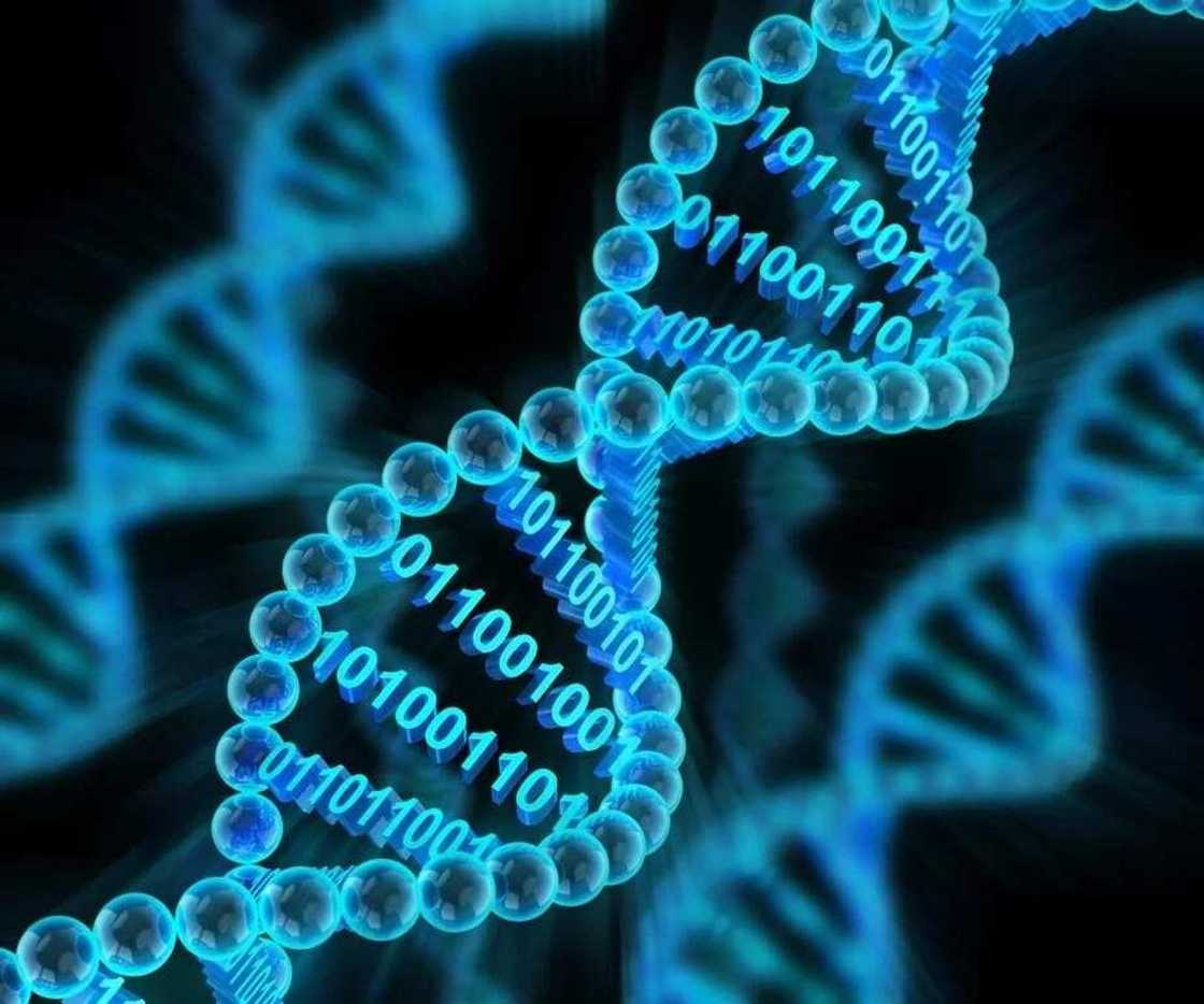 SC genotype crisis SC genotype crisis