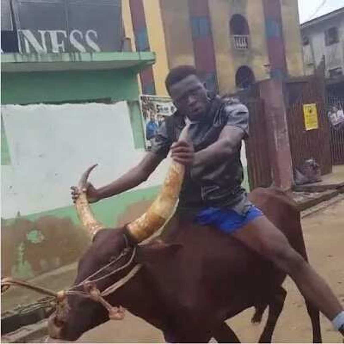 Comedian Akpororo Rides On A Cow