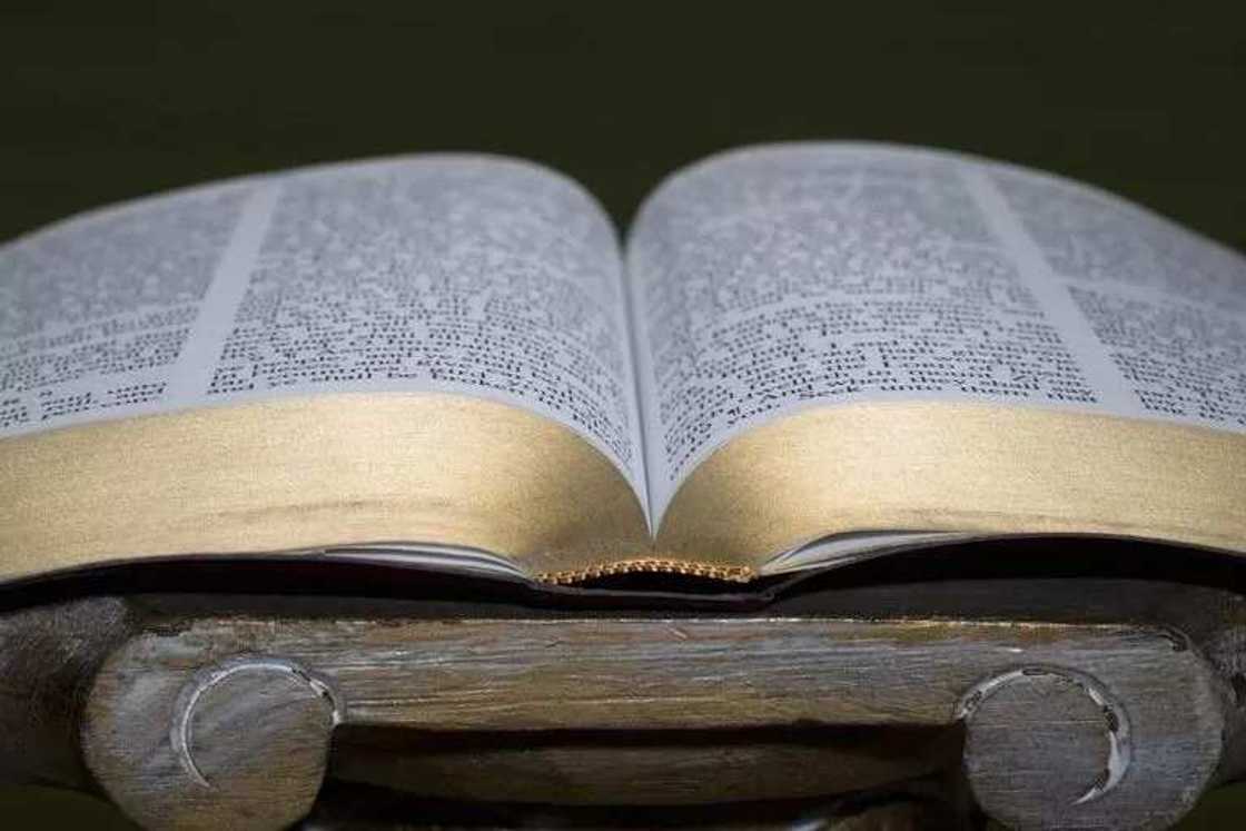 Bible book Bible book