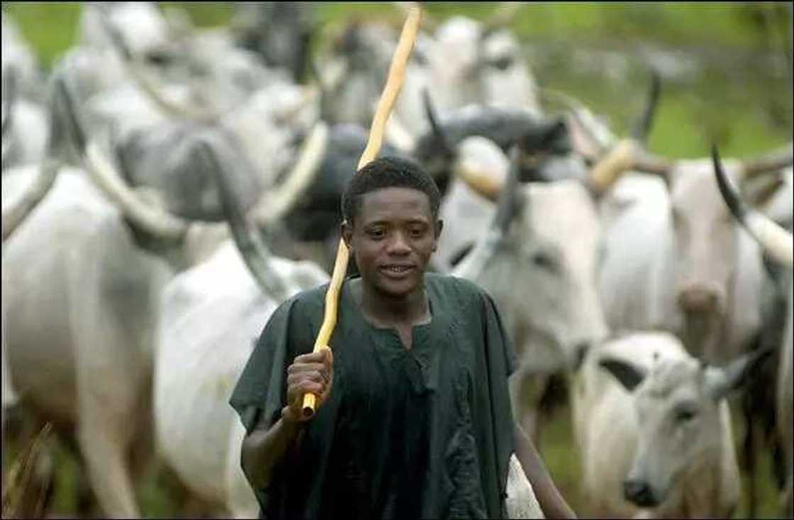 The reasons Fulani herdsmen are powerful The reasons Fulani herdsmen are powerful