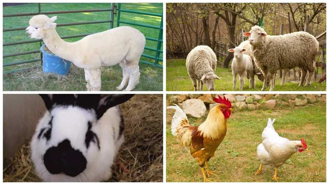 Classification of farm animals based on their uses Classification of farm animals based on their uses