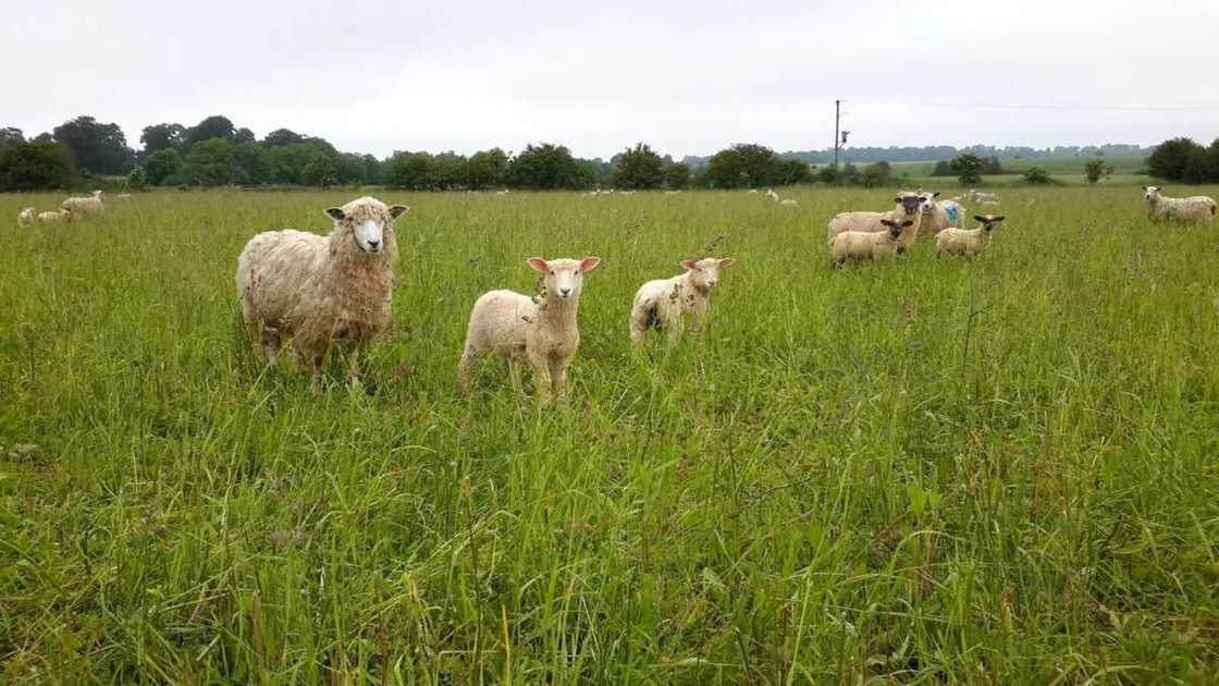 Ley farming advantages and disadvantages Ley farming advantages and disadvantages