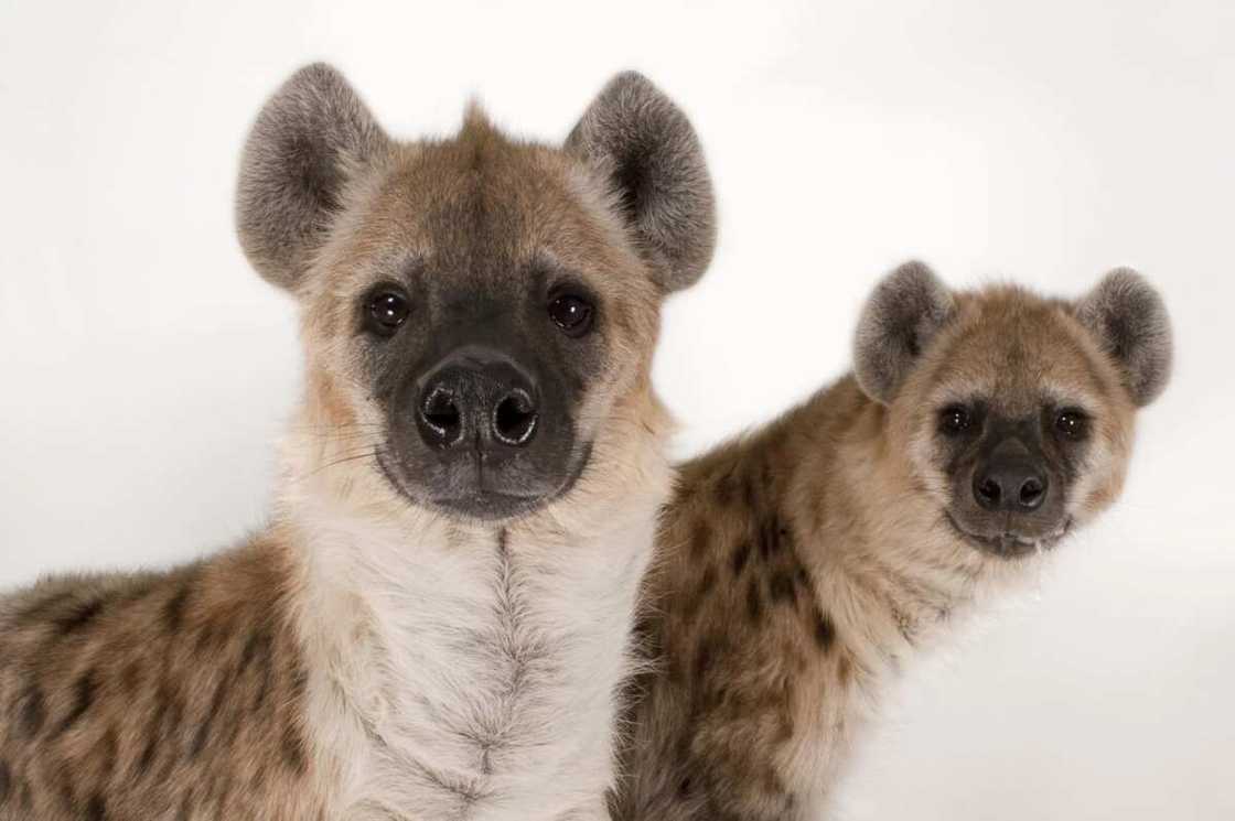 Hyena Hyena