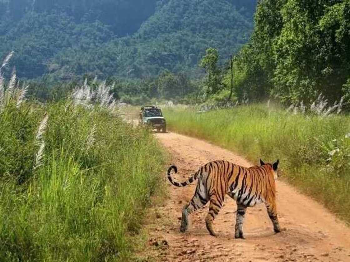 National park, leopard