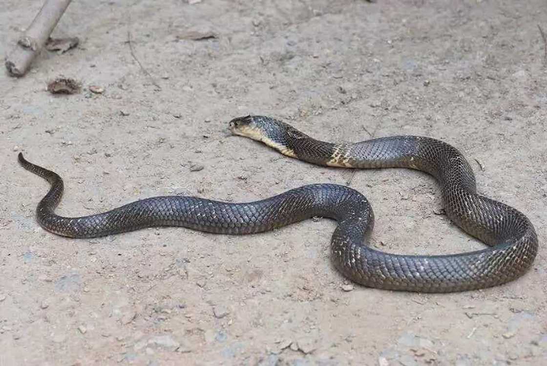 Mutum 50 aka kai asibiti bayan sunci naman sa da maciji ya sara Mutum 50 aka kai asibiti bayan sunci naman sa da maciji ya sara