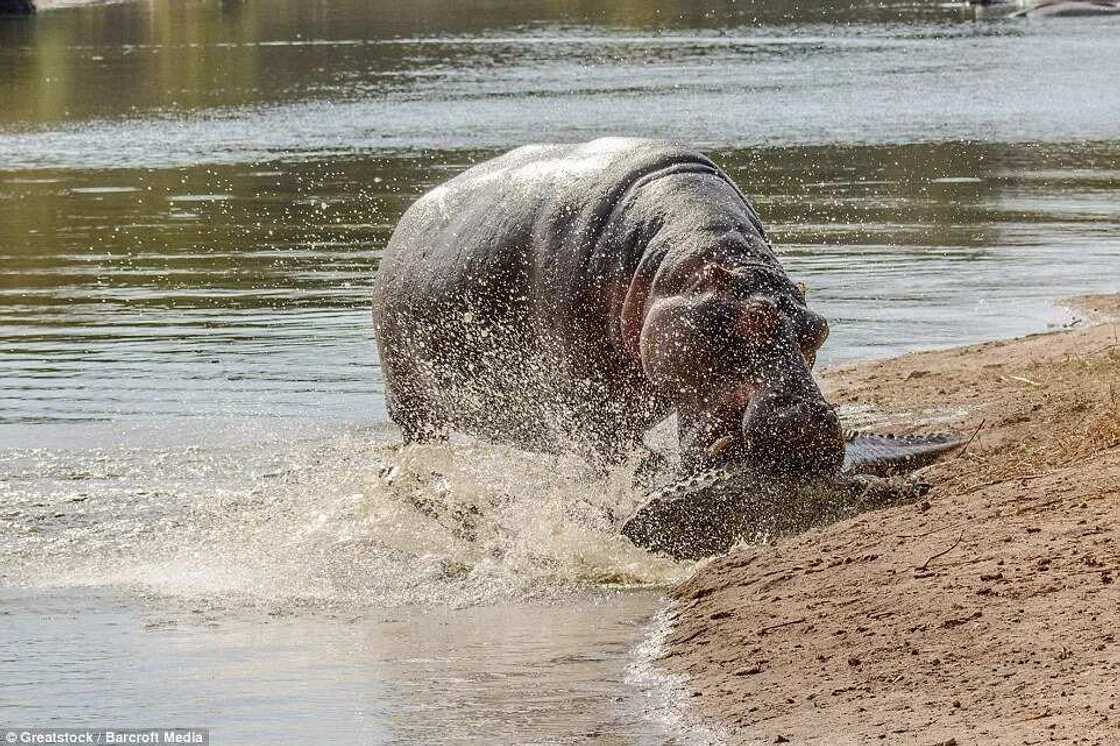 Hippopotamus Attacks Crocodile To Protect Her Baby