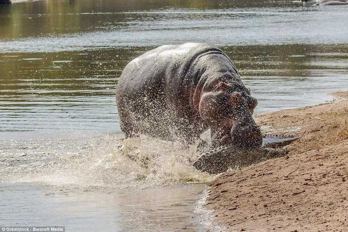 Hippopotamus Attacks Crocodile To Protect Her Baby Hippopotamus Attacks Crocodile To Protect Her Baby