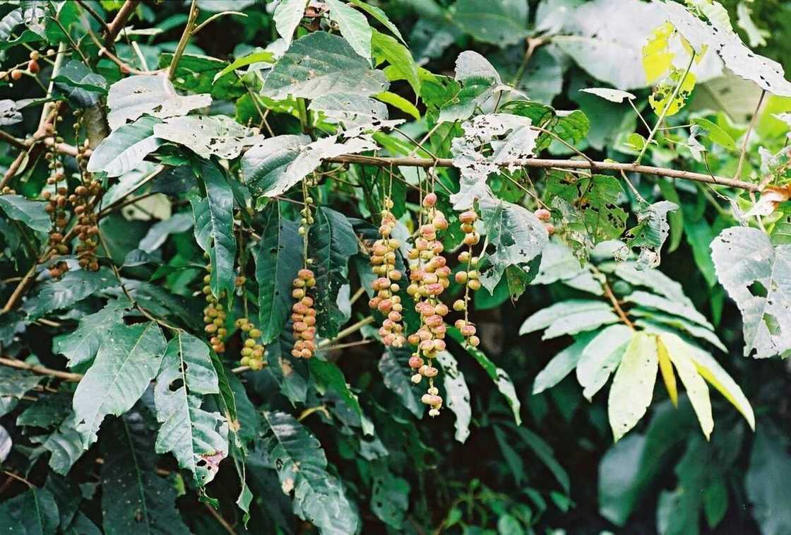 Alchornea cordifolia Alchornea cordifolia