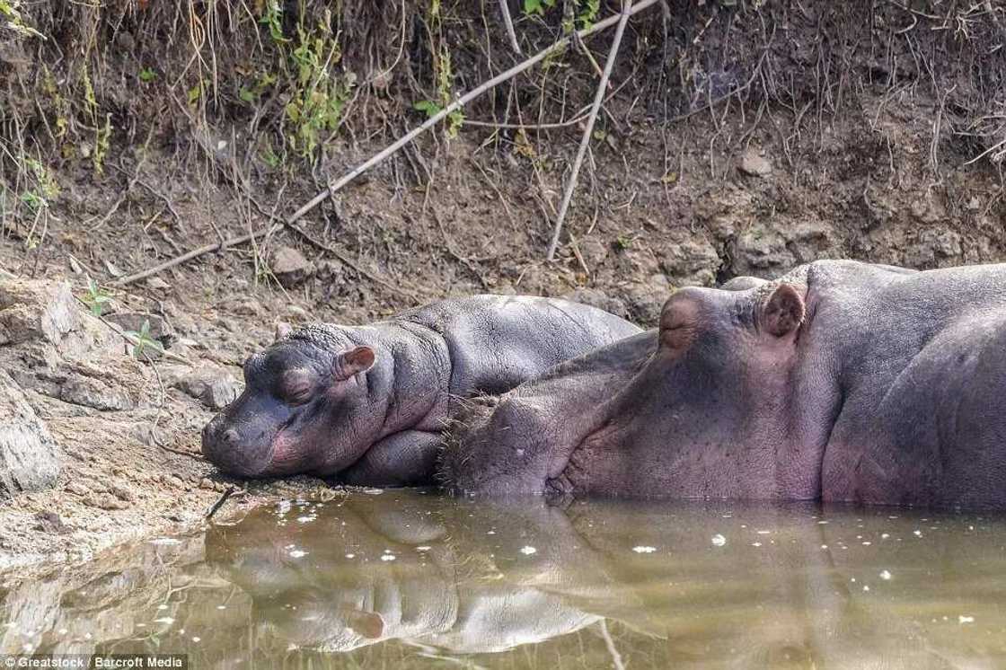 Hippopotamus Attacks Crocodile To Protect Her Baby Hippopotamus Attacks Crocodile To Protect Her Baby