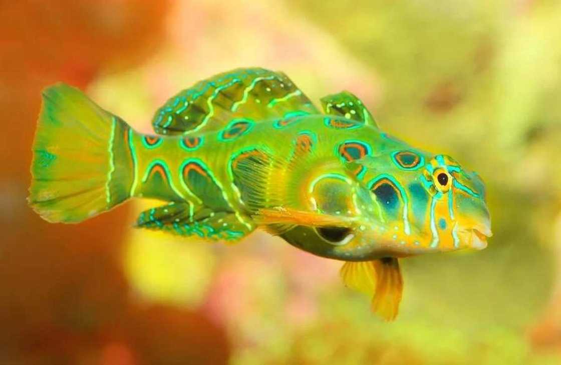 Mandarin Fish