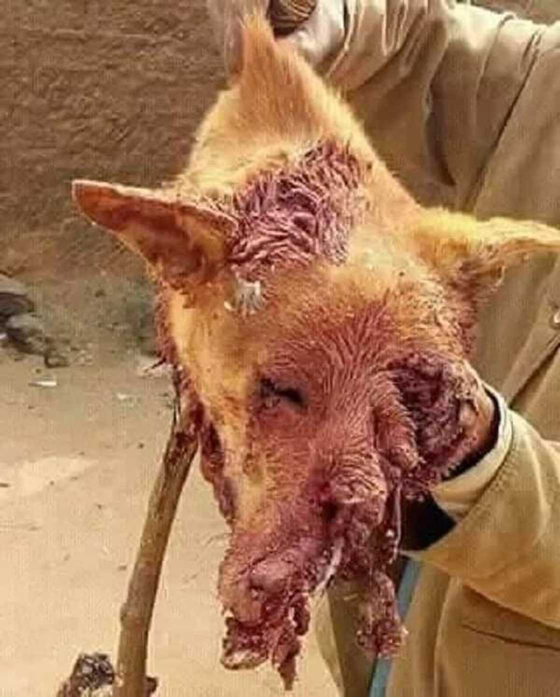 An hallaka wata shu’umar dabba dake cin mutane da dabbobi a jihar Kano An hallaka wata shu’umar dabba dake cin mutane da dabbobi a jihar Kano