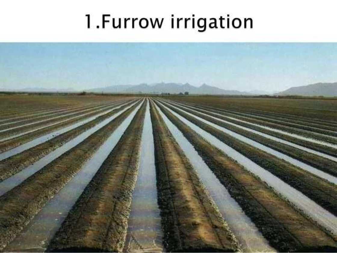 Irrigation farming in Nigeria Irrigation farming in Nigeria
