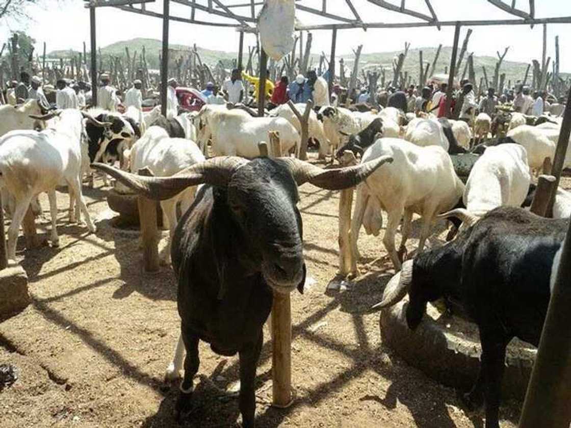 Cows and rams expansive as Kano residents turn to camel Cows and rams expansive as Kano residents turn to camel