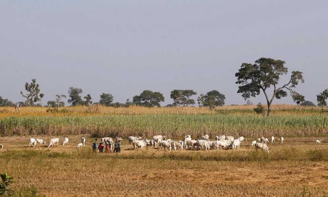 Fulani herdsmen takeover Ojukwu’s university Fulani herdsmen takeover Ojukwu’s university
