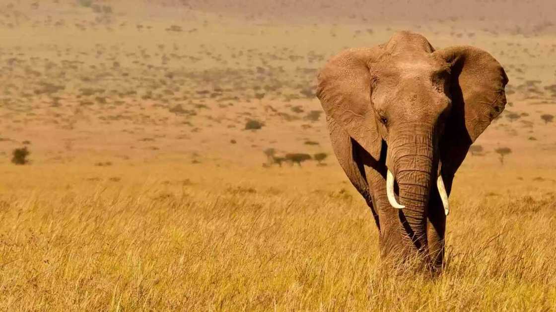 The African elephant can carry up to 9,000 kg, which is the weight of 130 adults The African elephant can carry up to 9,000 kg, which is the weight of 130 adults