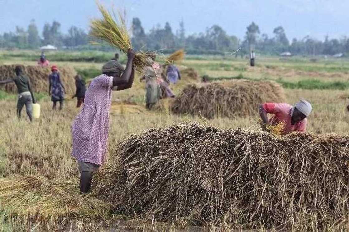 Capital in rice farming Capital in rice farming