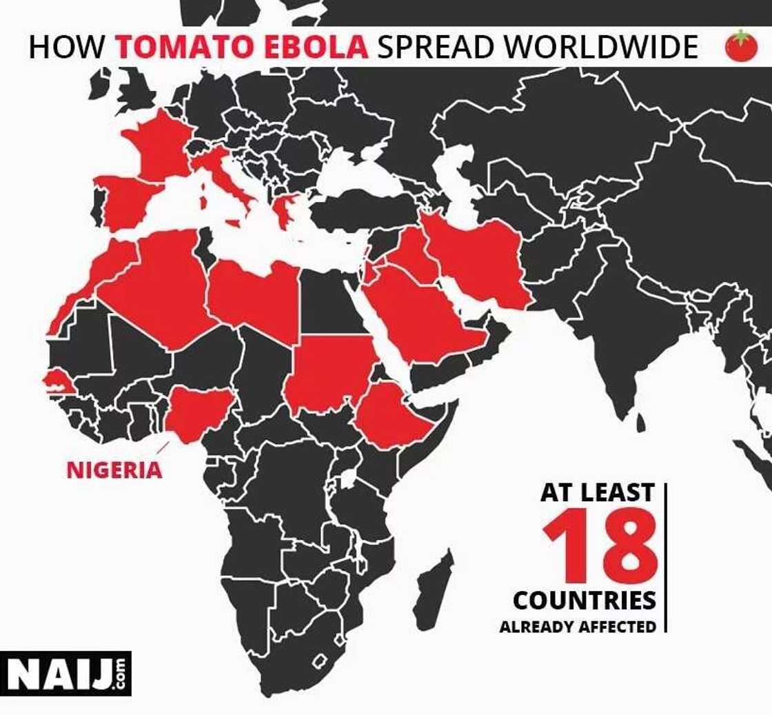 Feature: The plague ravaging the nation's tomatoes Feature: The plague ravaging the nation's tomatoes