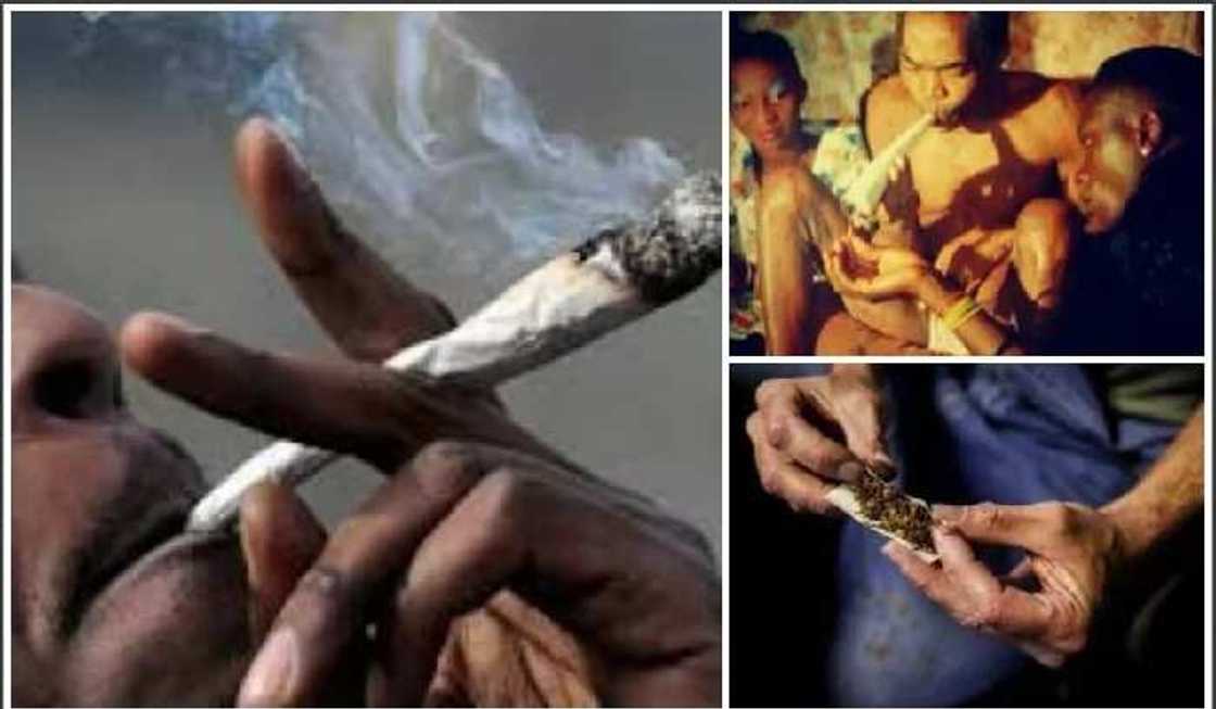 Kunnenka nawa? Za’a halasta noma da shan tabar wiwi a kasar Canada Kunnenka nawa? Za’a halasta noma da shan tabar wiwi a kasar Canada
