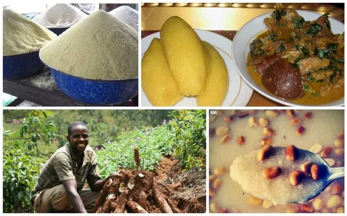High cost of ‘garri’ forces residents into cassava farming High cost of ‘garri’ forces residents into cassava farming
