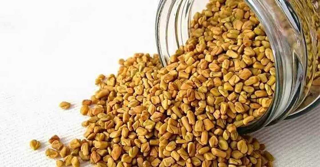 Fenugreek Fenugreek