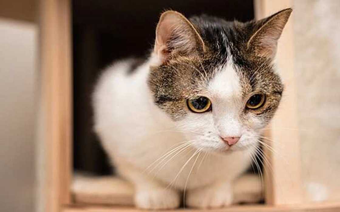 Wata Mata ta Kashe Mijin ta daga yiwa Kyanwar su Duka Wata Mata ta Kashe Mijin ta daga yiwa Kyanwar su Duka