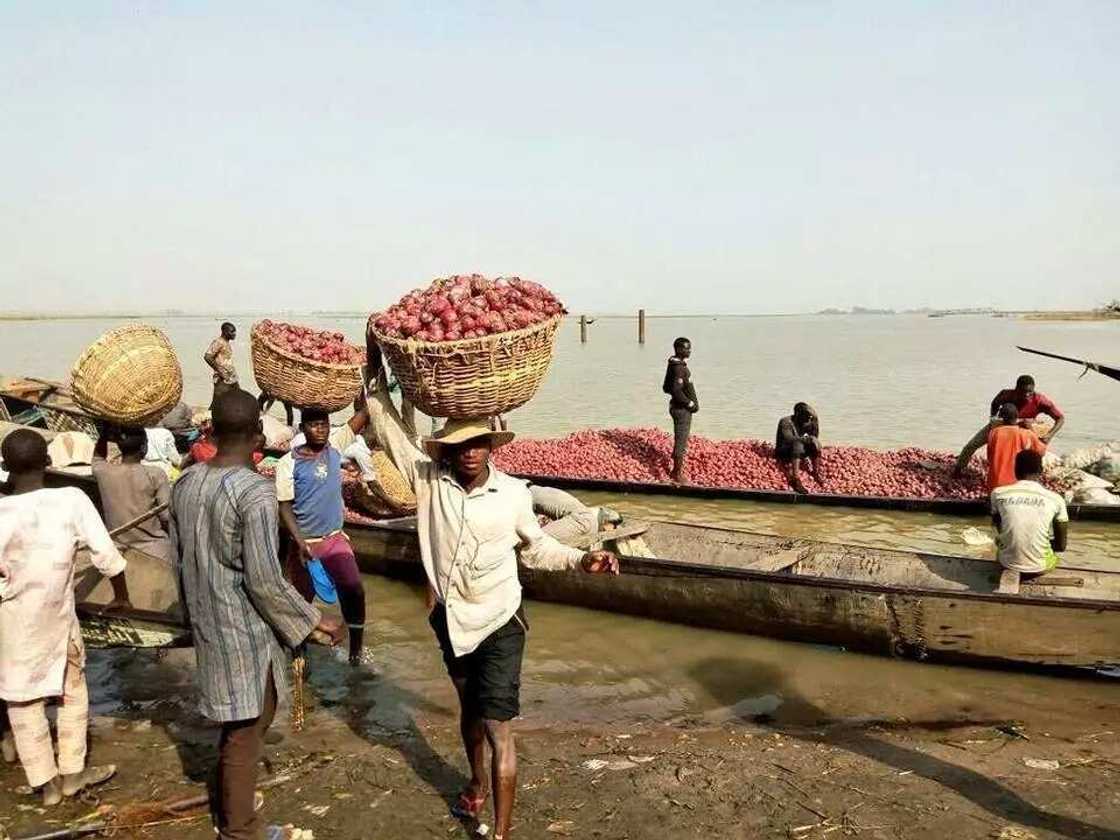Biggest onion market in Nigeria Biggest onion market in Nigeria