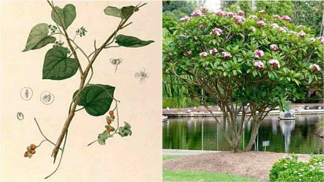 Ina gwanin wani ga nawa: Wani hamshakin Farfesan jami’ar ABU ya samar da maganin zazzabin cizon Sauro Ina gwanin wani ga nawa: Wani hamshakin Farfesan jami’ar ABU ya samar da maganin zazzabin cizon Sauro