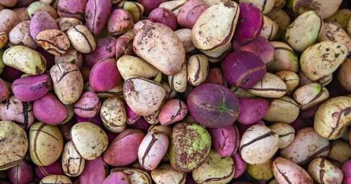 Maganin sanyi, rage kiba da sauran irin amfanin da goro yake yi ga mutum Maganin sanyi, rage kiba da sauran irin amfanin da goro yake yi ga mutum