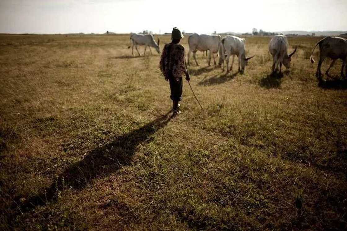 Farming and grazing land Farming and grazing land