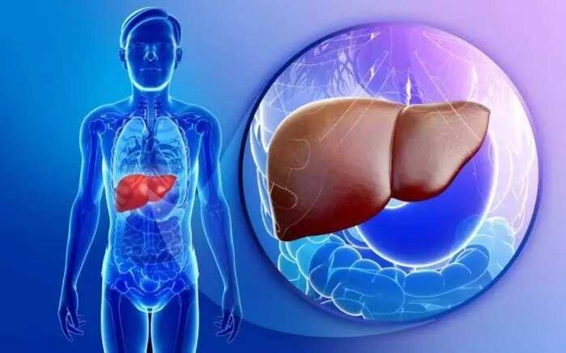 human liver human liver