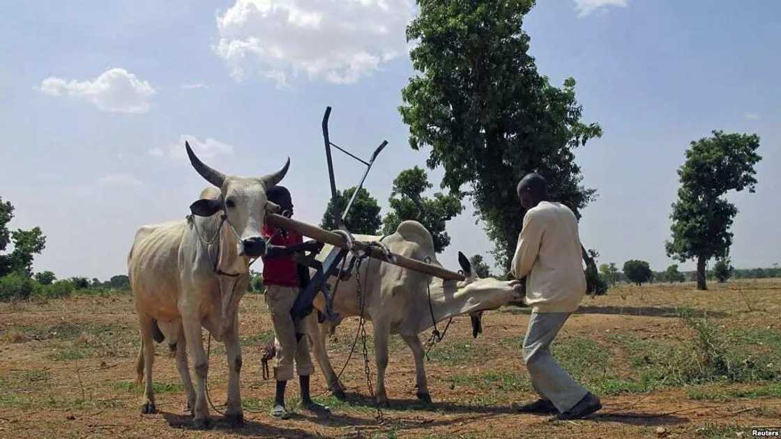 Rikicin Numan: Kungiyar Kirista da majalisar musulmin sun yi musayar zafafan kalamai ga junan su Rikicin Numan: Kungiyar Kirista da majalisar musulmin sun yi musayar zafafan kalamai ga junan su