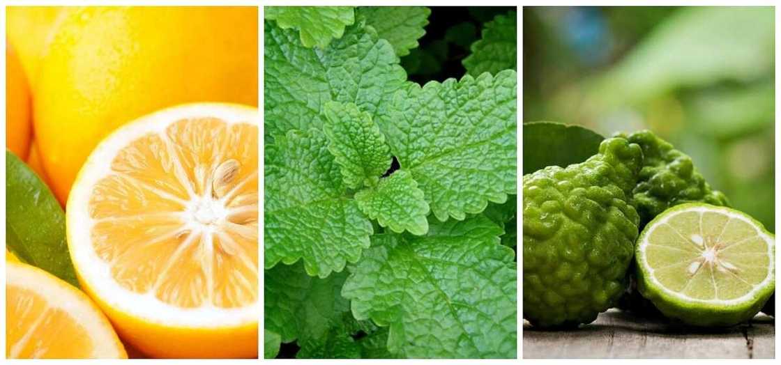 Fresh summer perfume Fresh summer perfume
