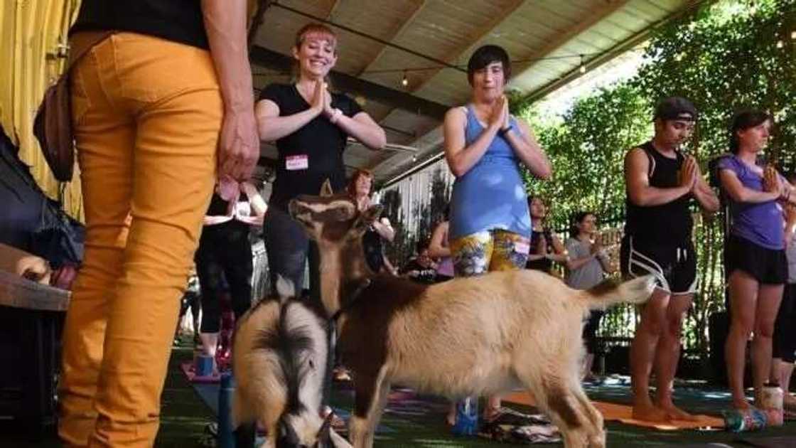 Akuyar mu ta je Amurka ta bada mamaki gaban Turawa Akuyar mu ta je Amurka ta bada mamaki gaban Turawa