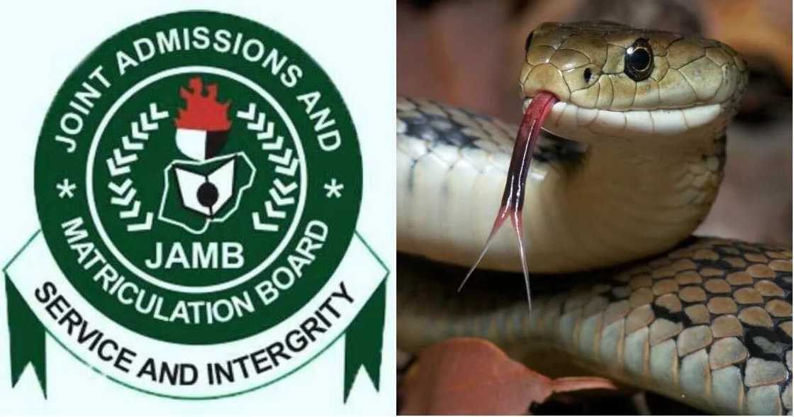 Snake in JAMB office swallowed N36 million: Nigerians react Snake in JAMB office swallowed N36 million: Nigerians react
