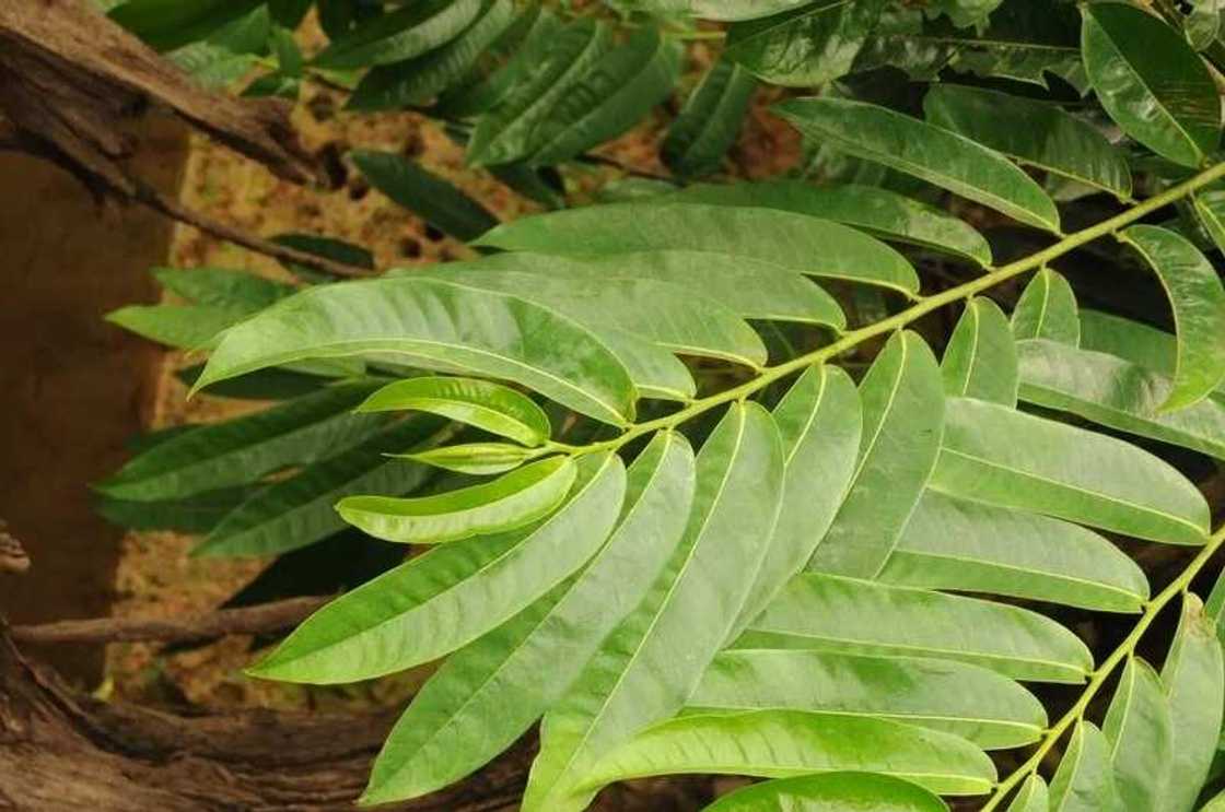 Cleistopholis Patens Cleistopholis Patens